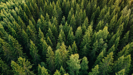 Aerial view of a dense green pine forest with tall trees closely packed together.