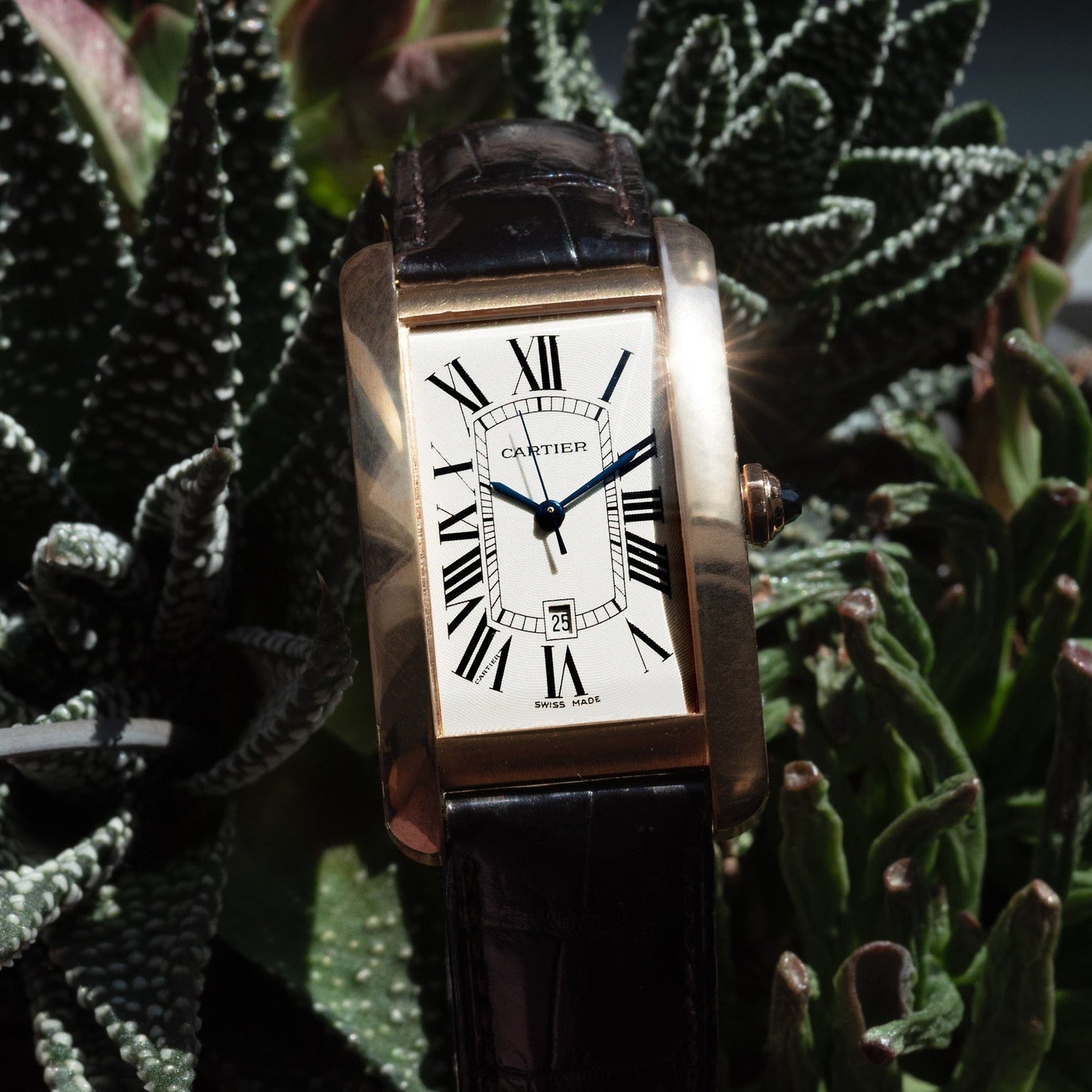 The Cartier Tank Americaine wristwatch with a leather strap rests on green succulent plants in sunlight.